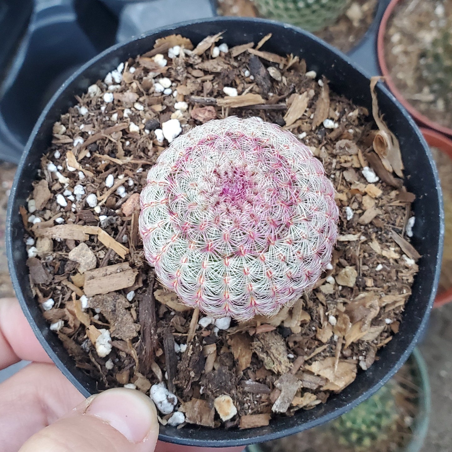 Echinocereus rigidissimus ssp. rubispinus 'Rainbow Hedgehog Cactus'